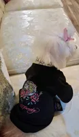 Egypt, a female Maltese for sale in New Orleans, LA – 2 of 4