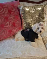 Egypt, a female Maltese for sale in New Orleans, LA – 4 of 4
