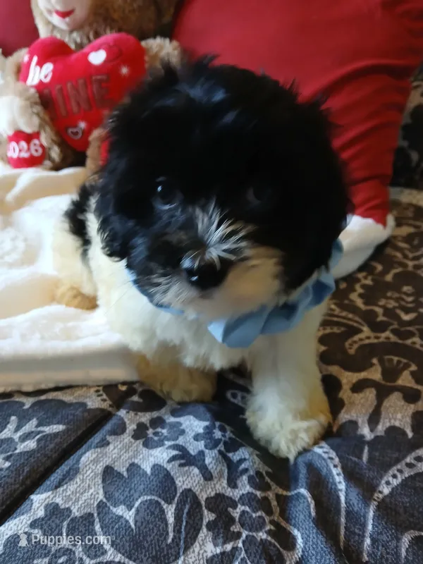 Aladdin  – Poodle - Miniature  puppy for sale in Slidell, LA