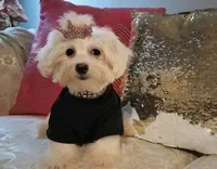 Egypt, a female Maltese for sale in New Orleans, LA – 3 of 4