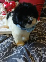 Aladdin , a male Poodle - Miniature  for sale in Slidell, LA – 3 of 5