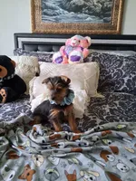 Rusty, a male Yorkshire Terrier for sale in New Orleans, LA – 3 of 10