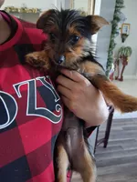 Rusty, a male Yorkshire Terrier for sale in New Orleans, LA – 8 of 10