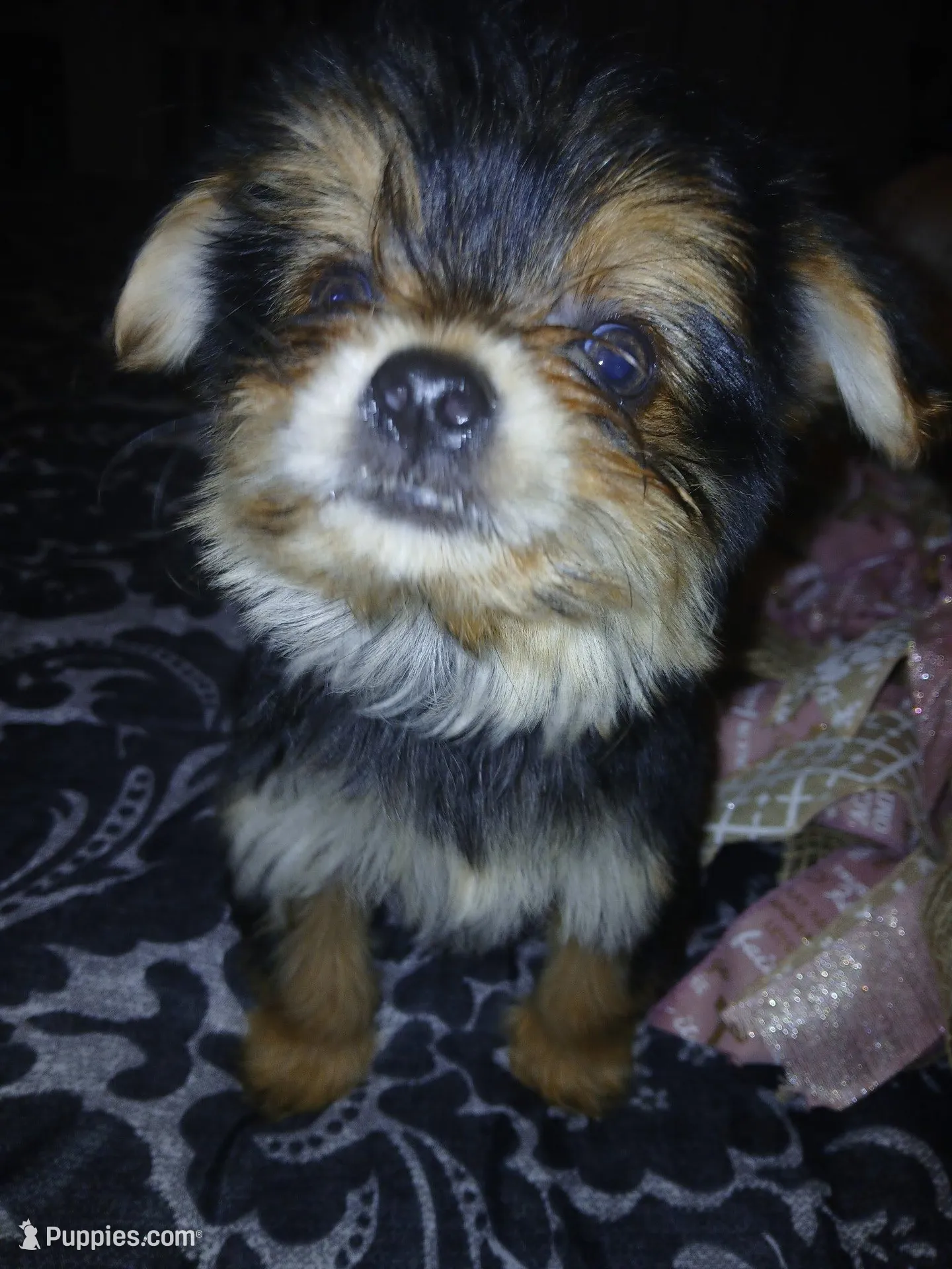 Dash – Yorkshire Terrier puppy for sale in Slidell, LA