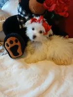 Lexus, a female Maltese for sale in Slidell, LA – 2 of 8