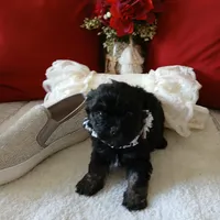 Charco, a male Shih Tzu for sale in Slidell, LA – Photo 8 of 9