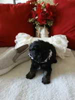 Charco, a male Shih Tzu for sale in Slidell, LA – Photo 1 of 3