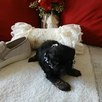 Charco, a male Shih Tzu for sale in Slidell, LA – Photo 9 of 9