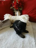 Charco, a male Shih Tzu for sale in Slidell, LA – Photo 2 of 3