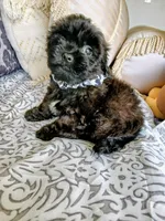 Charco, a male Shih Tzu for sale in Slidell, LA – Photo 6 of 9