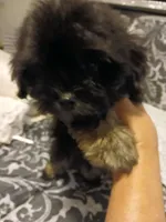 Charco, a male Shih Tzu for sale in Slidell, LA – Photo 3 of 9