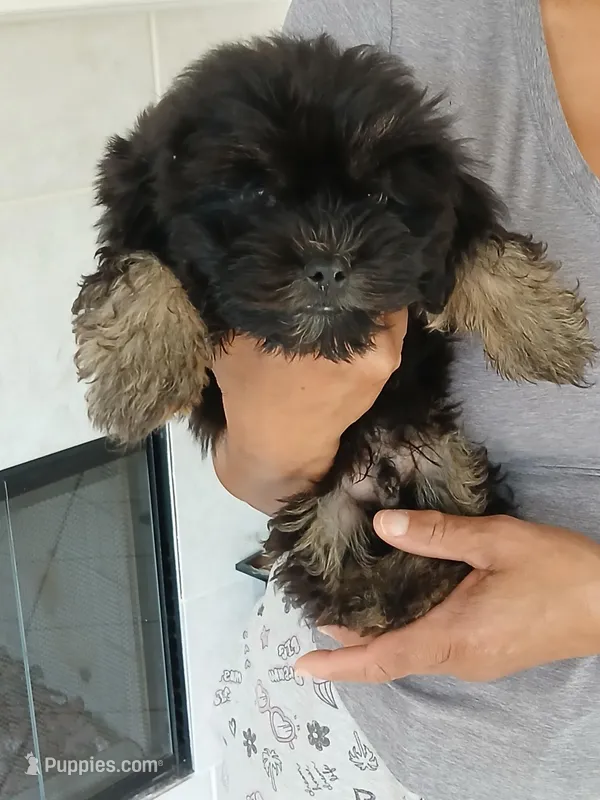 Charco – Shih Tzu puppy for sale in Slidell, LA