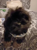 Charco, a male Shih Tzu for sale in Slidell, LA – Photo 2 of 9