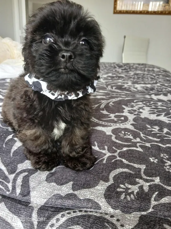 Charco – Shih Tzu puppy for sale in Slidell, LA