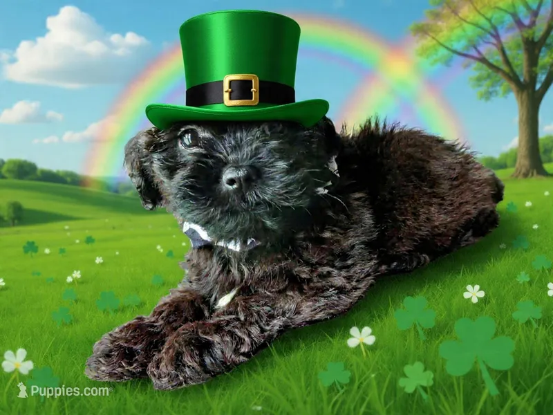 Charco – Shih Tzu puppy for sale in Slidell, LA