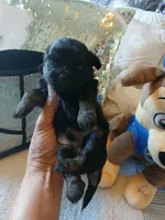 Charco, a male Shih Tzu for sale in Slidell, LA – Photo 3 of 3