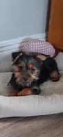 Rusty, a male Yorkshire Terrier for sale in New Orleans, LA – 4 of 10