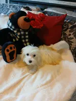 Lincoln , a male Maltese for sale in Slidell, LA – 2 of 5