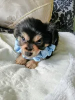Bentley , a male Yorkshire Terrier for sale in Slidell, LA – 2 of 5