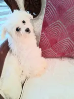 Italy, a female Maltese for sale in New Orleans, LA – 4 of 4