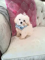 Rome, a male Maltese for sale in New Orleans, LA – 4 of 4