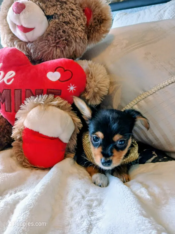 Mercedes – Yorkshire Terrier puppy for sale in Slidell, LA