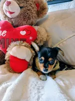 Mercedes, a female Yorkshire Terrier for sale in Slidell, LA – 1 of 2