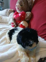 Aladdin , a male Poodle - Miniature  for sale in Slidell, LA – 5 of 5