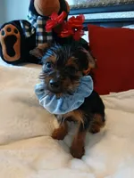 Rusty, a male Yorkshire Terrier for sale in Slidell, LA – 1 of 3
