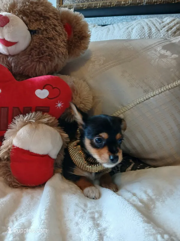 Princess  – Yorkshire Terrier puppy for sale in New Orleans, LA