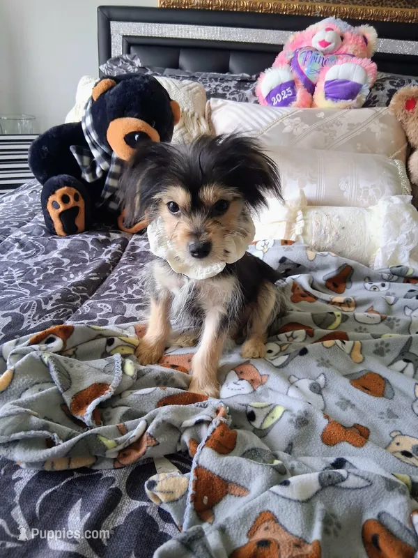 Bentley  – Yorkshire Terrier puppy for sale in Slidell, LA