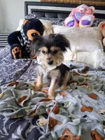Bentley , a male Yorkshire Terrier for sale in Slidell, LA – 1 of 7