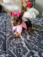 Princess , a female Yorkshire Terrier for sale in Slidell, LA – 2 of 4
