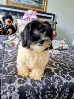 Aladdin , a male Poodle - Miniature  for sale in Slidell, LA – 1 of 7