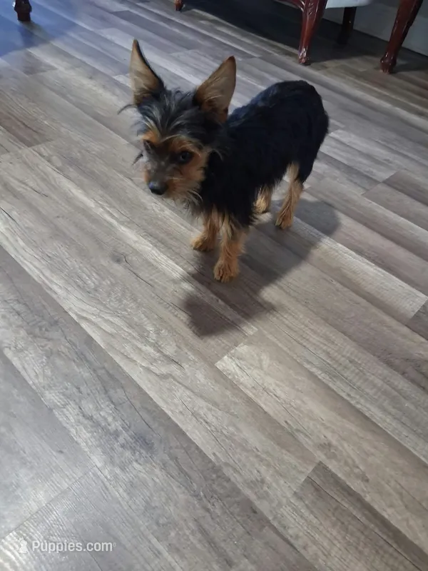Rocky – Yorkshire Terrier puppy for sale in New Orleans, LA