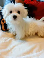 Lincoln , a male Maltese for sale in Slidell, LA – 1 of 5
