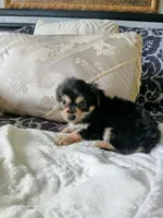 Bentley , a male Yorkshire Terrier for sale in Slidell, LA – 4 of 5
