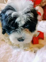 Jasmine , a female Poodle - Miniature  for sale in Slidell, LA – 4 of 6