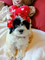 Jasmine , a female Poodle - Miniature  for sale in Slidell, LA – 3 of 6