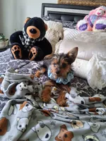Rusty, a male Yorkshire Terrier for sale in New Orleans, LA – 2 of 10