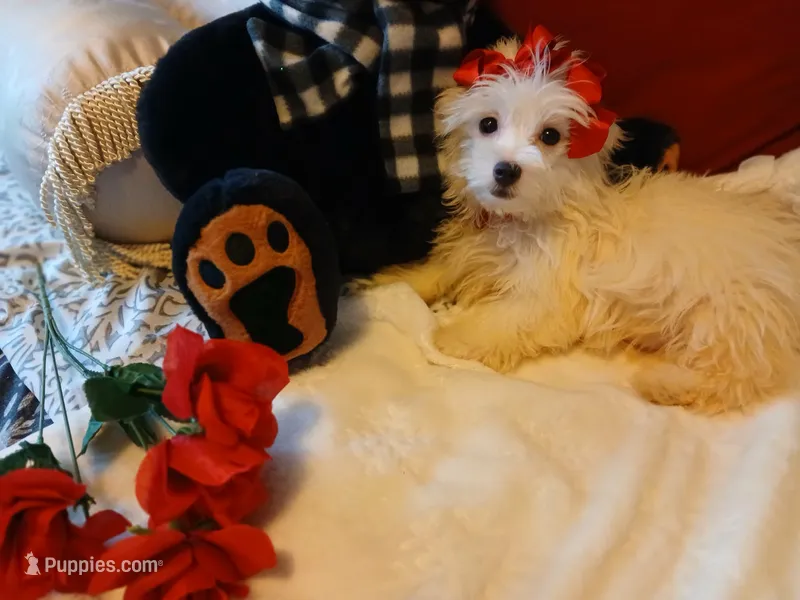 Lexus – Maltese puppy for sale in Slidell, LA