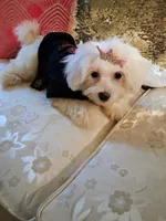 Egypt, a female Maltese for sale in New Orleans, LA – 1 of 4