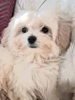 Rome, a male Maltese for sale in New Orleans, LA – 2 of 4