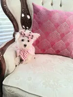 Italy, a female Maltese for sale in New Orleans, LA – 2 of 4