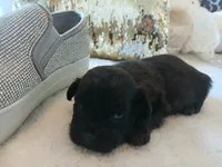 Hershey, a male Shih Tzu for sale in Slidell, LA – Photo 3 of 3