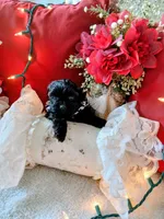 Hershey, a male Shih Tzu for sale in Slidell, LA – Photo 1 of 3