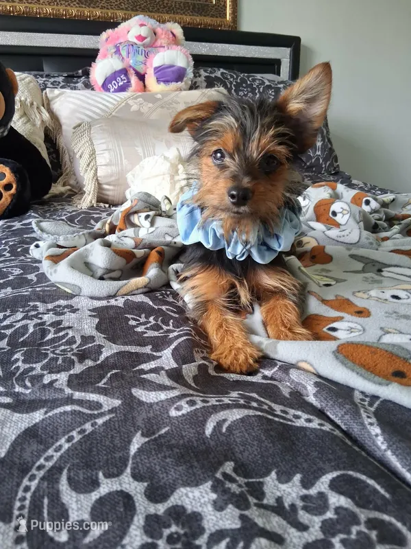Rusty – Yorkshire Terrier puppy for sale in Slidell, LA