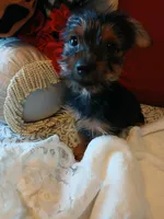 Rusty, a male Yorkshire Terrier for sale in Slidell, LA – 2 of 3