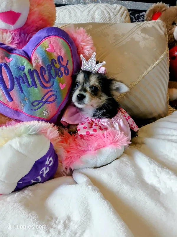 Princess – Yorkshire Terrier puppy for sale in Slidell, LA