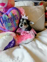 Princess, a female Yorkshire Terrier for sale in Slidell, LA – 1 of 3